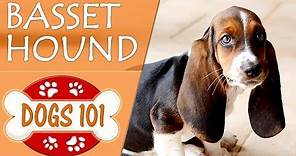 Dogs 101 - BASSET HOUND - Top Dog Facts About the BASSET HOUND