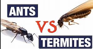 What Do Termites Look like?