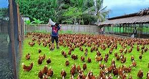 Free-range Chicken Farming ( Episode 59)│Harvesting hundreds of eggs & Feeding 800 native chickens