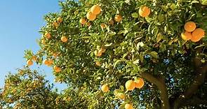 How to Grow, Prune And Care For An Orange Tree - Bunnings Australia