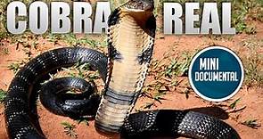 Cobra real - Cobra rey (mini documental)