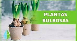 7 PLANTAS de BULBOS 🌷🧅 + Características y Reproducción