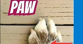 🐶 What is a Paw? What are Paws? What are Claws? Paws & Claws Dog Anatomy #paw #paws #claw #dogs
