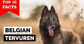 Belgian Tervuren - Top 10 Facts