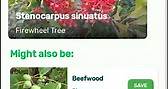 How to identify Firewheel Tree or Stenocarpus sinuatus with Plantsnap