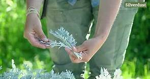 Dusty Miller Varieties + Harvest Tips for Cut Flower Use