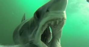 Mako shark attacks GoPro camera mounted in fish rig