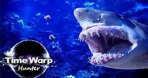 Great White Documentary - White Pointer Shark