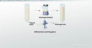 Cell Fractionation | Definition & Procedure