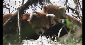 Red pandas in Eastern Nepal.