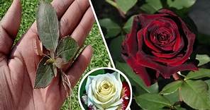 How To Grow Dark Red Roses From Leaf || grow rose leaves from Aloevera || Red Roses