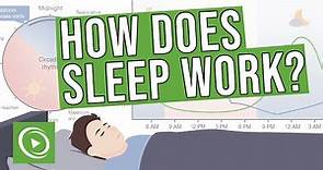 How does sleep work? - Introduction, Physiology, EEG, Circadian Rhythm & Stages of Sleep