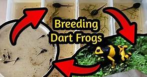 How to Breed Poison Dart Frogs - A Comprehensive Guide