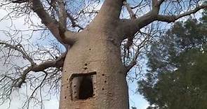 Baobabs de Madagascar - Baobabs, réservoirs de vie