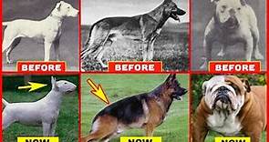 Years of Breeding Ruined Popular Dog Breeds