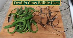 Devil's Claw Part 2- Cooking the Pods and Processing Edible Seeds