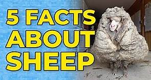 5 Facts About Sheep