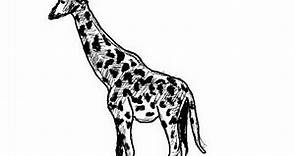 Cómo dibujar una jirafa paso a paso - Giraffe drawing