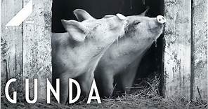 GUNDA (2020) | Official Trailer | Altitude Films