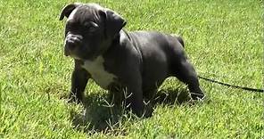 Extreme XL Pocket Blue bully pit bull pup SUPERSTAR female @ 6 weeks