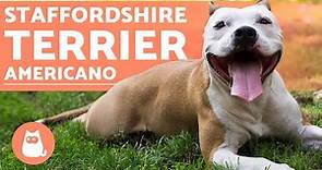 Staffordshire terrier americano - Características y cuidados
