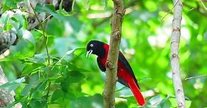 組圖：台灣阿里山生態之美 鳥類繽紛多彩 - 大紀元
