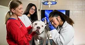 NC State: A Driving Force in Veterinary Medicine