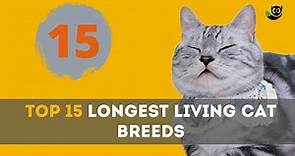 Pawsome! Discover the Top 15 Longest Living Cat Breeds