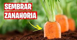 Como sembrar Zanahorias 🥕 (Huerto Urbano) | La Huerta de Ivan