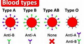 Blood types | Type A, B, AB & O | What's the difference?