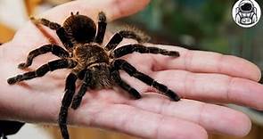 Questo ragno è grande quanto un palmo! 🕷 La tarantola Golia - il ragno più grande del mondo