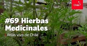 #69 Hierbas medicinales - Atlas Vivo de Chile