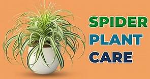 The Ultimate Spider Plant Care Guide!