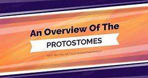 An Overview Of The Protostomes
