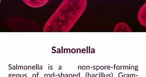What is Salmonella bacteria?