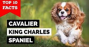 Cavalier King Charles Spaniel - Top 10 Facts