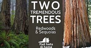 Sequoias VS Redwoods
