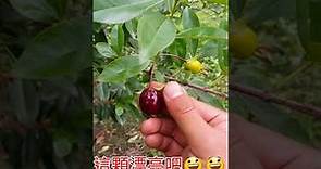 107年大果黑玫瑰櫻桃結果實況，台灣新興水果，市面上還買不到-田園森林
