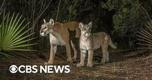Florida panther on the brink of extinction makes a comeback