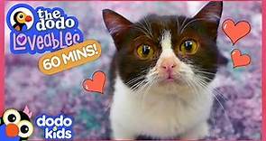 60 Minutes Of The Most Loveable Animals On Earth | 1 Hour Of Animal Videos | Dodo Kids