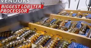 How the Largest Lobster Company in Maine Processes Over 600,000 Pounds per Week — Vendors