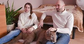 Couple Shares Studio Apartment with a Pet Cougar