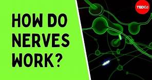 How do nerves work? - Elliot Krane