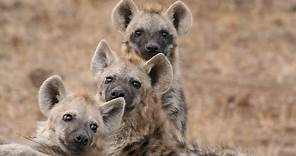 How does a laughing hyena sound? Real laughing hyenas beg for lunch!
