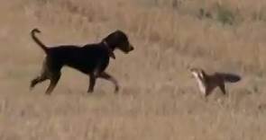 Fox vs dogs. Dog attack Fox