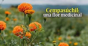 ¿Sabías que la flor de muerto o cempasúchil tiene propiedades medicinales? Aquí te contamos cuáles