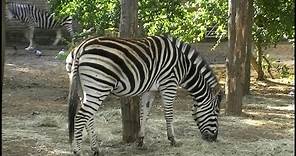 Zebra - Chapmans Zebra (Equus)