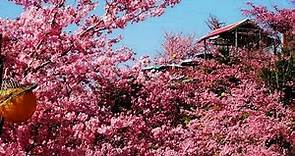 2019.02.27恩愛農場-粉紅色千島櫻花炸開.宛如仙境! Pink cherry blossoms in full bloom