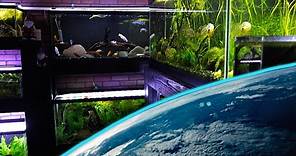 The BEST Fish Tank Sizes on The Planet!