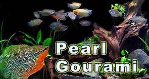 All You Need to Know About The Ultimate Gourami! Pearl Gourami Care and Breeding